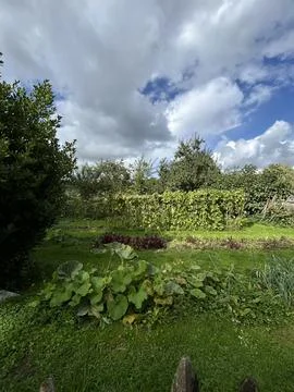 Lush backyard vegetable garden under dramatic summer clouds with leafy beds Stock Photos