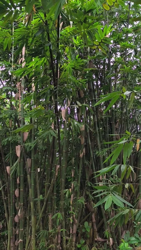 Lush Bamboo Forest Background with Green Leaves Swaying in the Wind Stock Footage 330245621