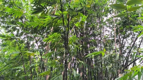 Lush Bamboo Forest Background with Green Leaves Swaying in the Wind Stock Footage 330245674