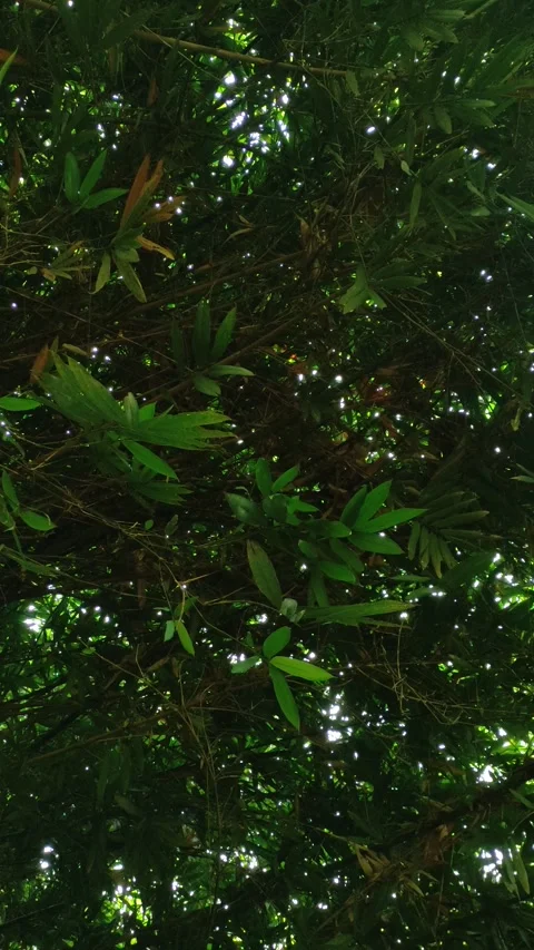 Lush Bamboo Forest Canopy with Intertwined Leaves and Stems Stock Footage 335140071