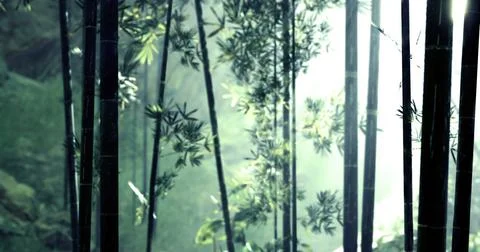 Lush bamboo forest with rays of sunlight filtering through dense greenery Stock Illustration