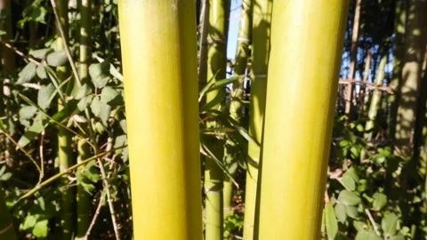 Lush bamboo forest in springtime Vídeos de archivo 185940488