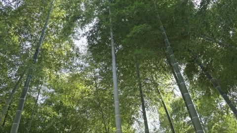 Lush bamboo forest in springtime Stock Footage 279123502