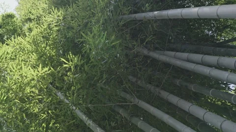 Lush bamboo forest in springtime Stock Footage 279123601