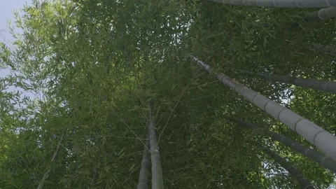 Lush bamboo forest in springtime Stock Footage 279123675