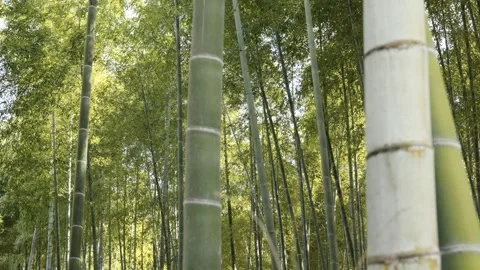 Lush bamboo forest in springtime Stock Footage 279123743