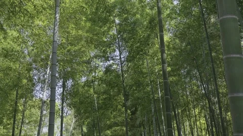 Lush bamboo forest in springtime Stock Footage 279123761