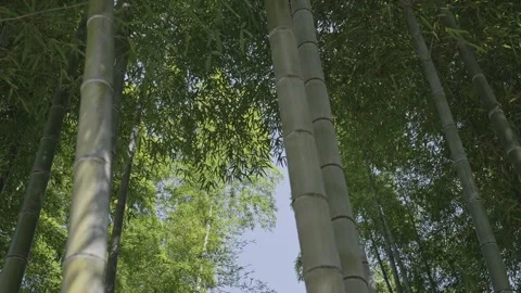 Lush bamboo forest in springtime Stock Footage 279123810