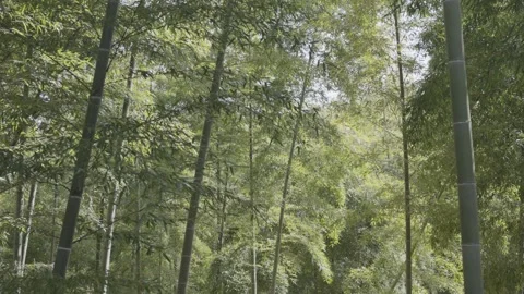Lush bamboo forest in springtime Stock Footage 279124293