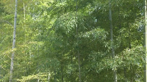 Lush bamboo forest in springtime Stock Footage 279124375