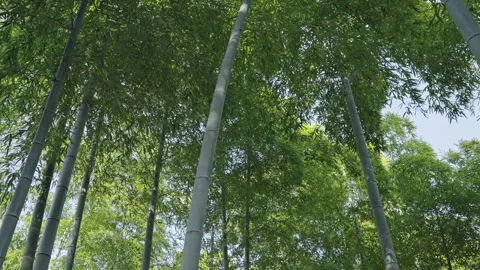 Lush bamboo forest in springtime Stock Footage 279124829
