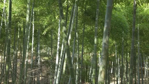 Lush bamboo forest in springtime Stock Footage 279124831
