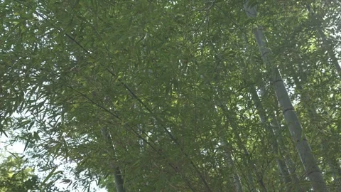 Lush bamboo forest in springtime Stock Footage 279125580