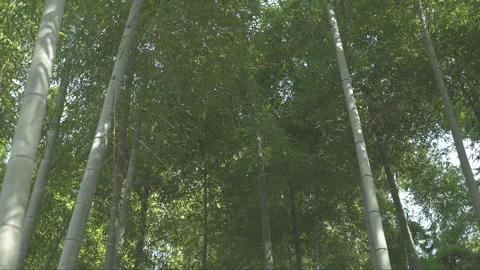 Lush bamboo forest in springtime Stock Footage 279125635