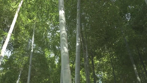 Lush bamboo forest in springtime Stock Footage 279125724