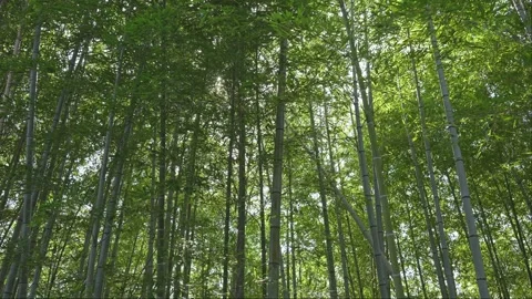 Lush bamboo forest in springtime Stock Footage 279125807