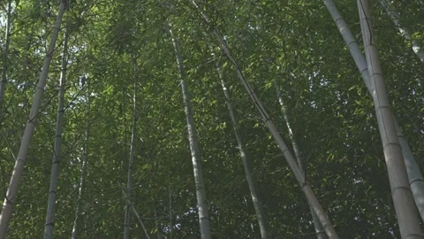 Lush bamboo forest in springtime Stock Footage 279126225