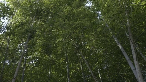 Lush bamboo forest in springtime Stock Footage 279126265