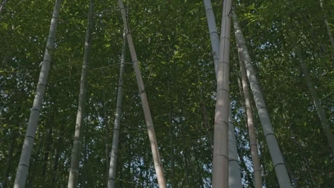Lush bamboo forest in springtime Stock Footage 279126271