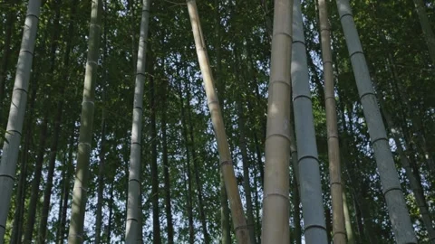 Lush bamboo forest in springtime Stock Footage 279126297