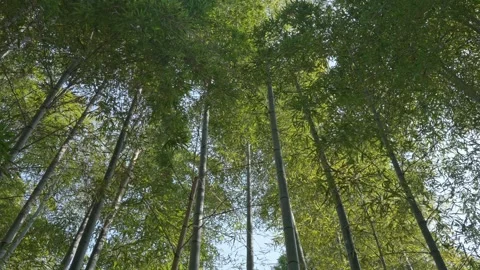 Lush bamboo forest in springtime Stock Footage 279127045