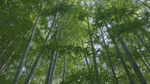 Lush bamboo forest in springtime Stock Footage 279127347