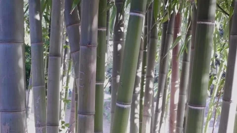 Lush bamboo forest in springtime Stockbeeldmateriaal 314287983