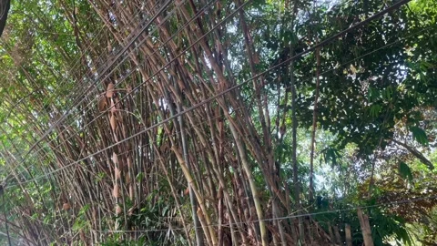 Lush bamboo forest with tangled overhead wires Stock Footage 339531224