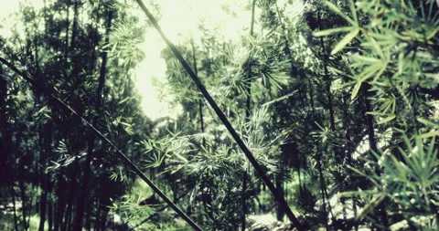 Lush bamboo forest under bright sunlight creating intricate patterns Stock Footage 314937637