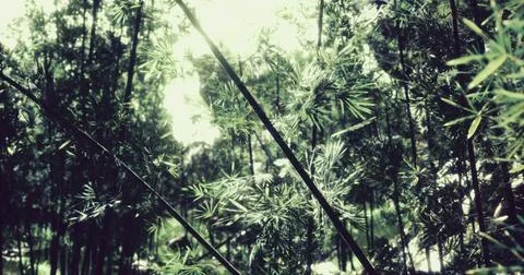 Lush bamboo forest under bright sunlight creating intricate patterns Stock Illustration