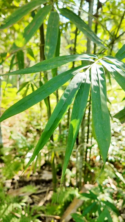 Lush Bamboo Leaves in Sunlight Stock Footage 292162128