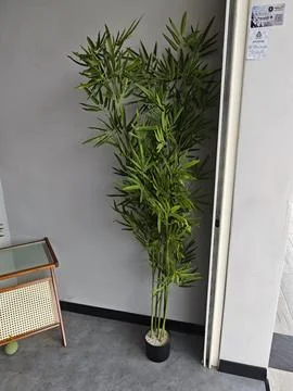Lush Bamboo Plant Adding a Touch of Greenery Stock Photos