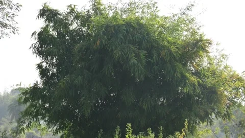 A lush bamboo thicket. Stock Footage 327943354