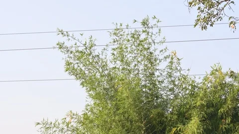 A lush bamboo thicket. Stock Footage 327943400