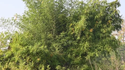 A lush bamboo thicket. Video stock 327943401