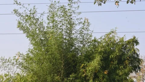 A lush bamboo thicket. Stock Footage 327943406