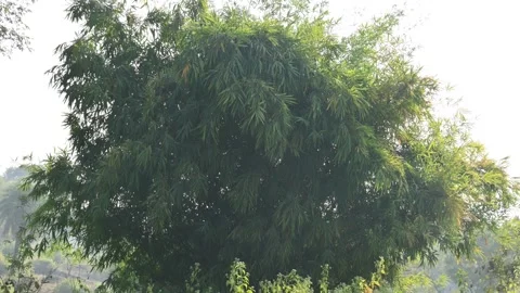 A lush bamboo thicket. Stock Footage 327943413