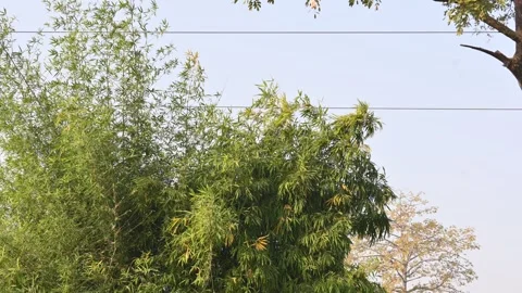 A lush bamboo thicket. Stock Footage 327943419