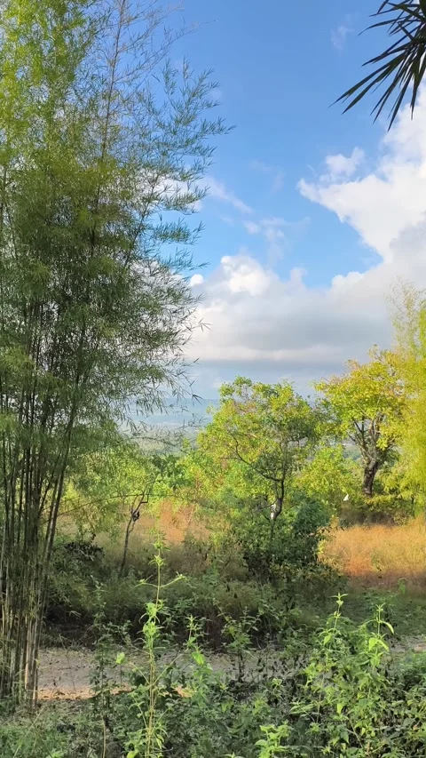 Lush Bamboo Trees and Blue Sky Scenic Vertical Landscape Stock-Footage 340466010