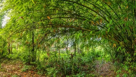 Lush bamboo trees creating a beautiful archway. Natural bamboo trees creati.. Stock Photos