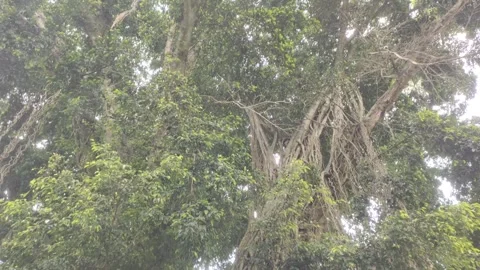 A Lush Banyan Tree Stock Footage 303700202