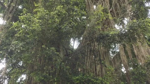 A Lush Banyan Tree Stock Footage 303700207
