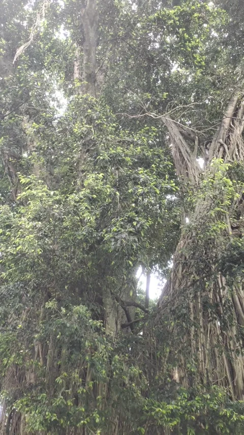 A Lush Banyan Tree Stock Footage 303700218