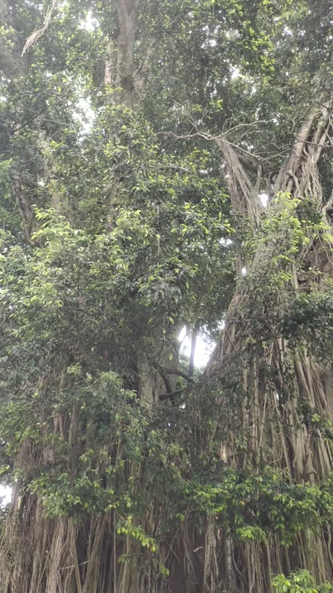 A Lush Banyan Tree Stock Footage 303702072