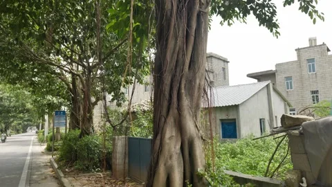 Lush banyan trees lining the roadside of Pingtan Island in summer, Fujian. Stock Footage 344827649