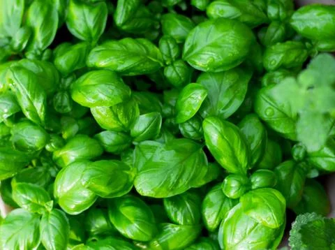 Lush basil herb foliage Stock Photos