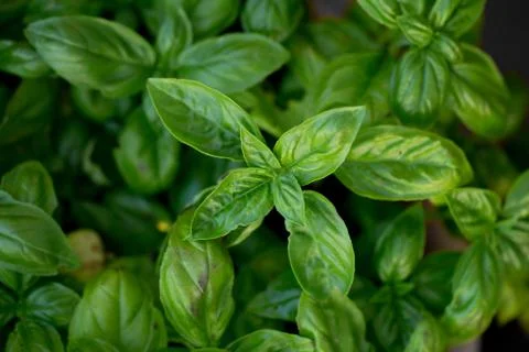 Lush basil herb foliage Stock Photos