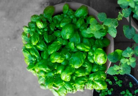 Lush basil plant Stock Photos