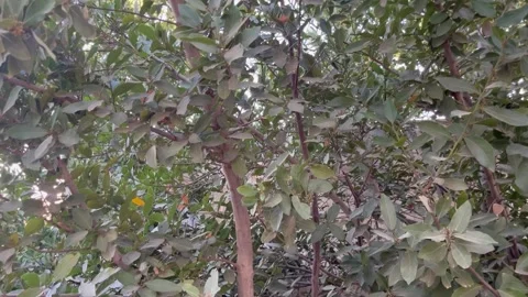 Lush Bay Laurel Tree Foliage and Branches Close-Up Stock Footage 345306234