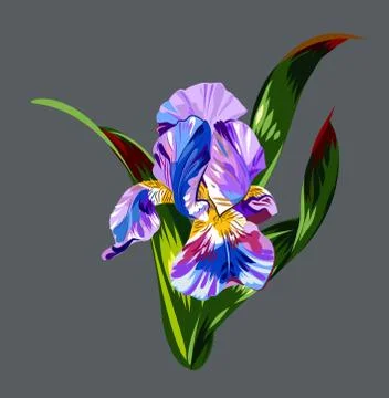 Lush, beautiful iris flower Stock Illustration
